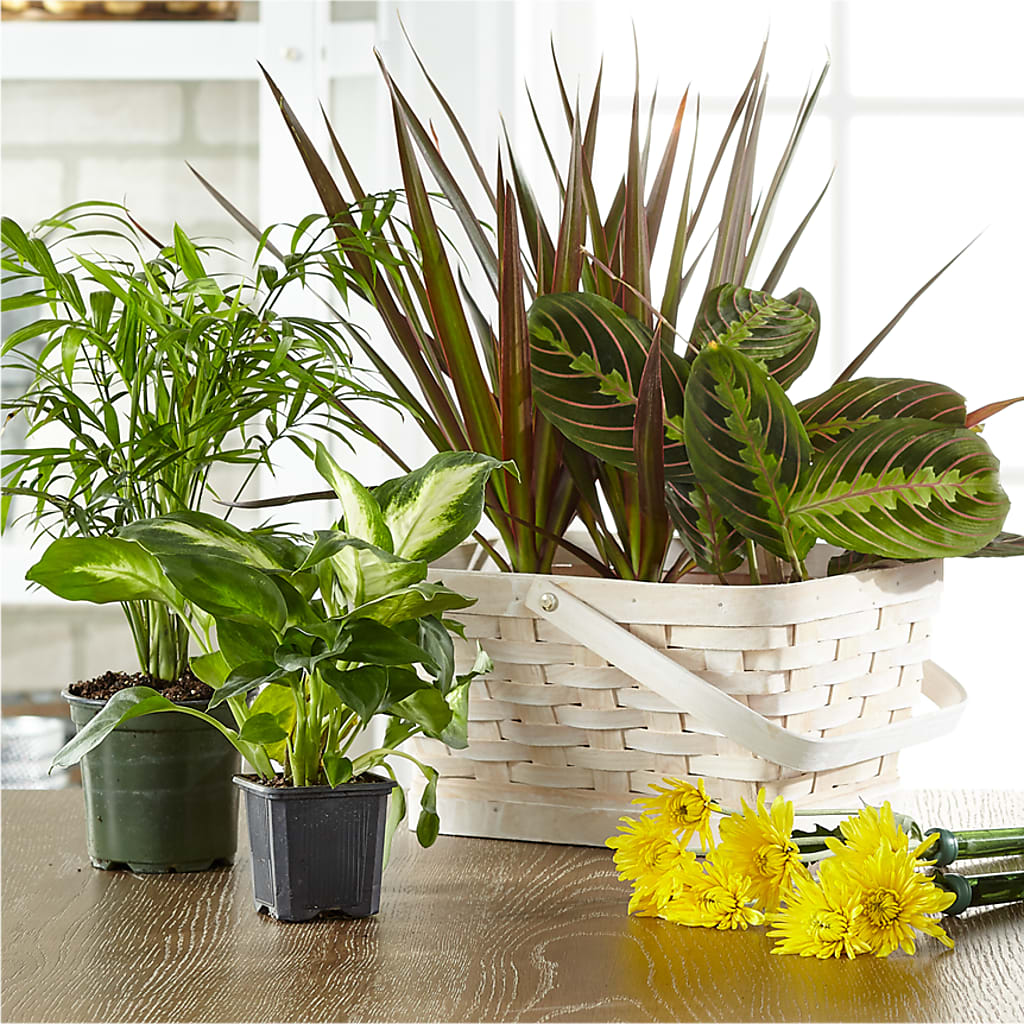 Florist Designed Blooming and Green Plants in a Basket – Pettles Flowers, Salina KS