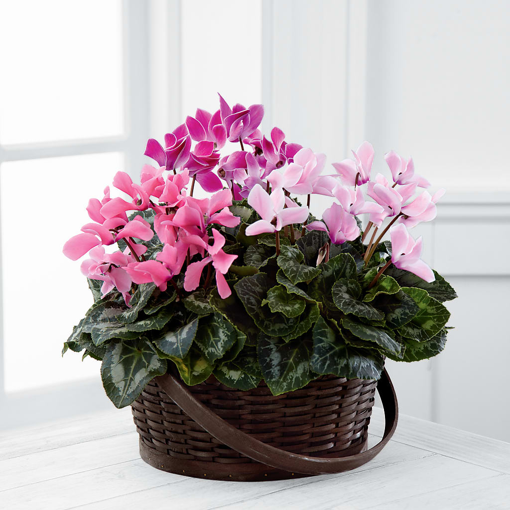 Mixed Cyclamen Planter – Pettles Flowers, Salina KS