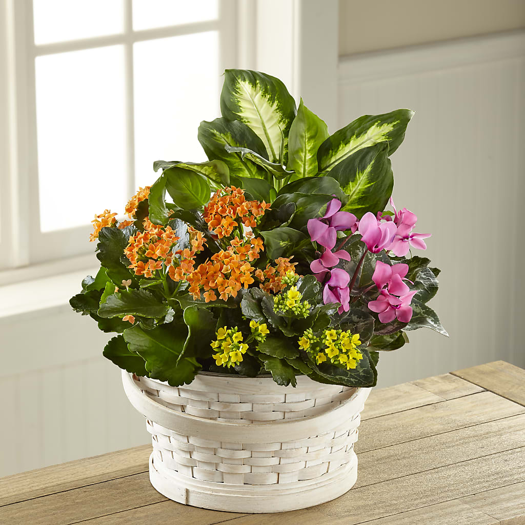 Color Crush Dishgarden – Pettles Flowers, Salina KS