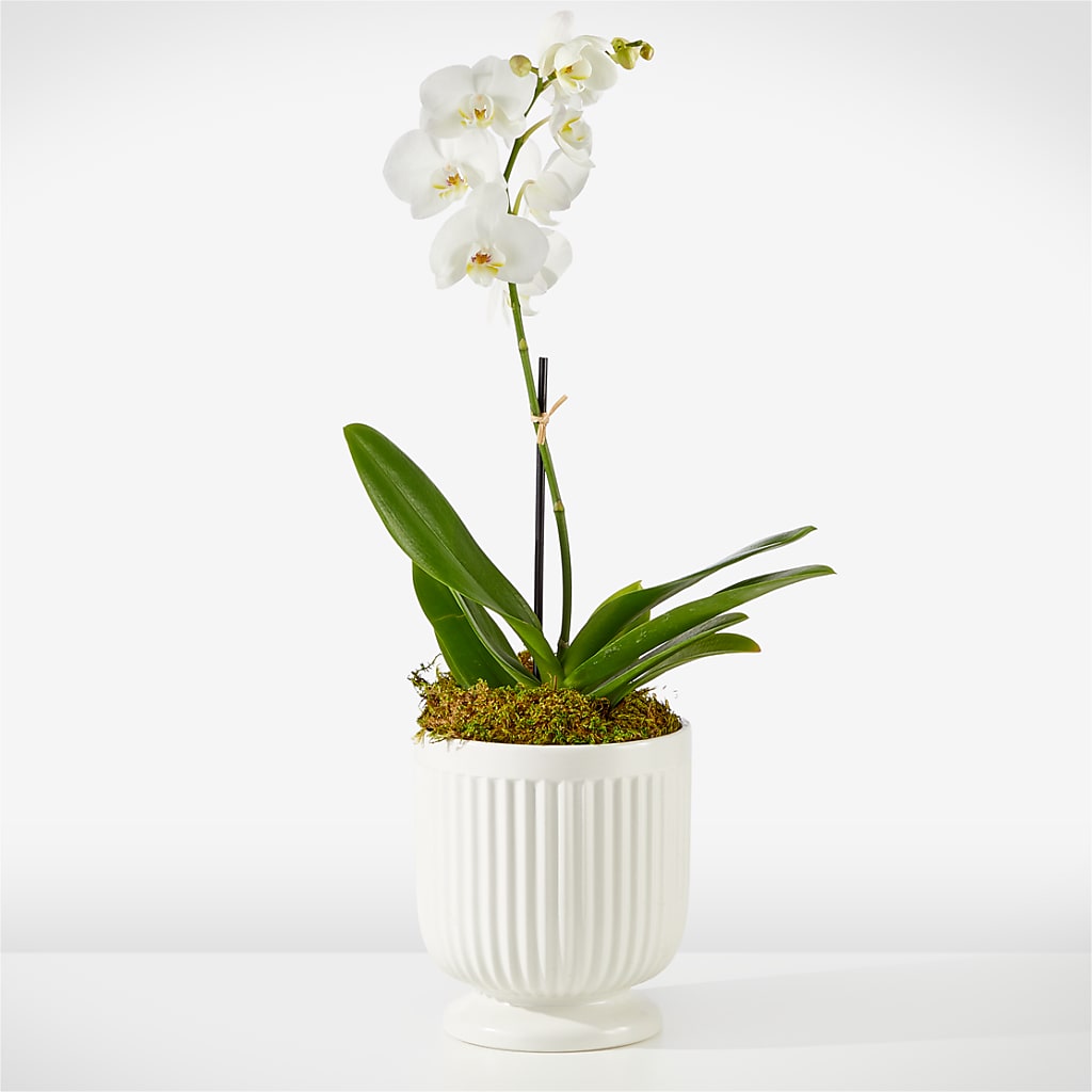Whispering White Orchid – Pettles Flowers, Salina KS