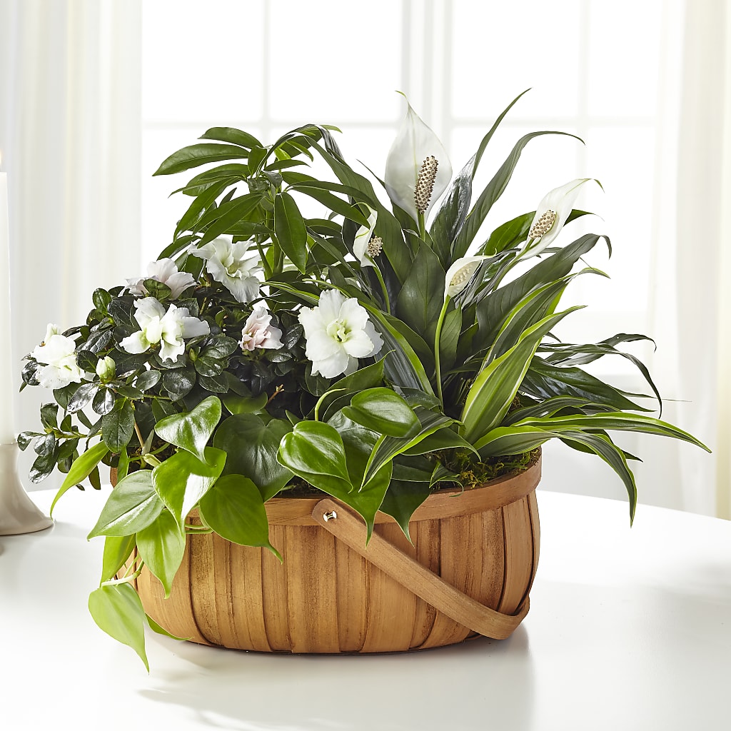 Serene Dishgarden – Pettles Flowers, Salina KS