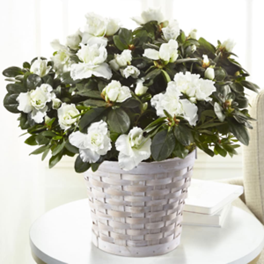 White Azalea Plant – Pettles Flowers, Salina KS