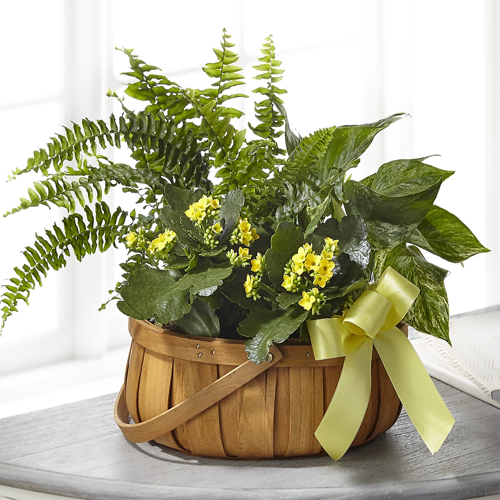 Always Dear Dishgarden – Pettles Flowers, Salina KS