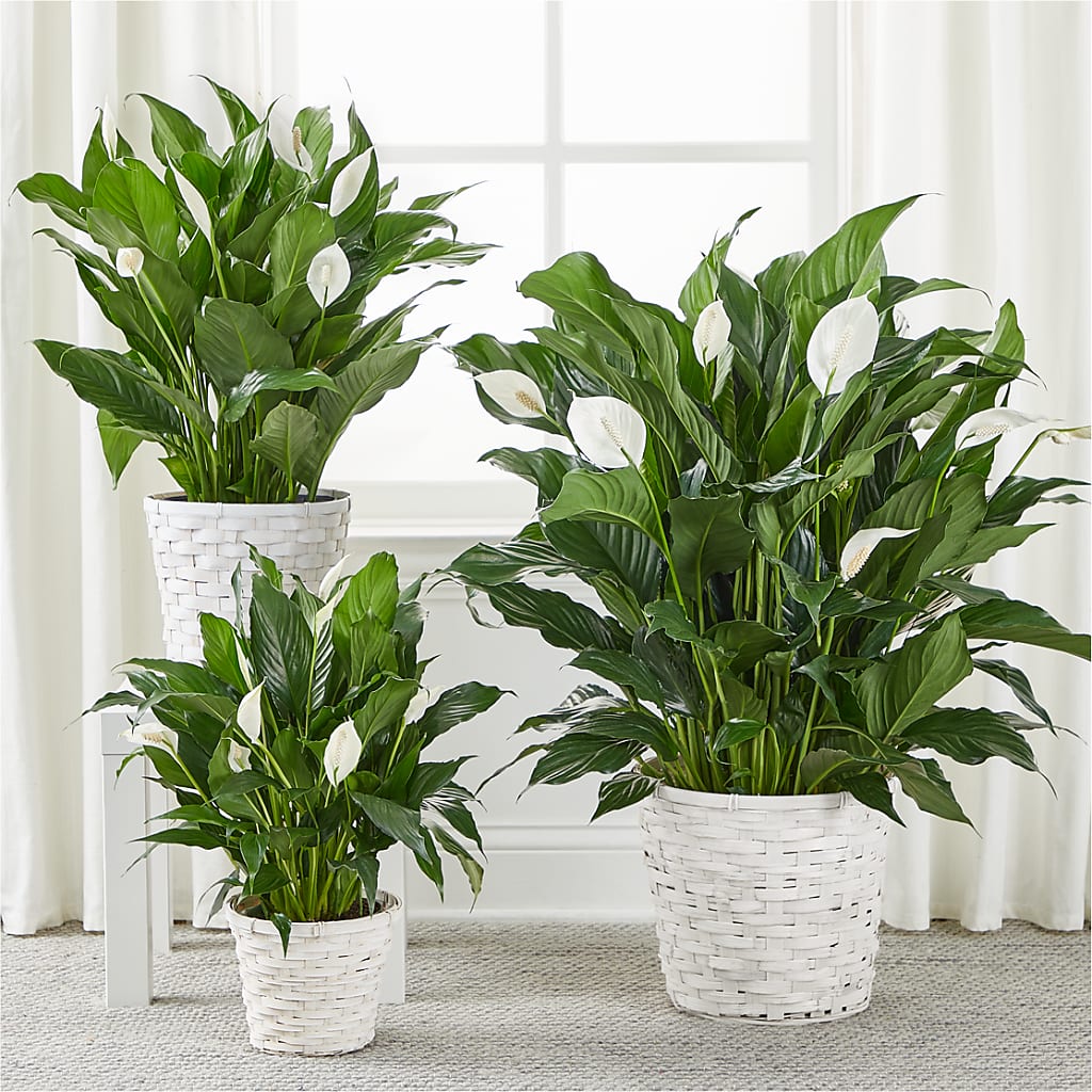 A New Leaf Peace Lily – Pettles Flowers, Salina KS