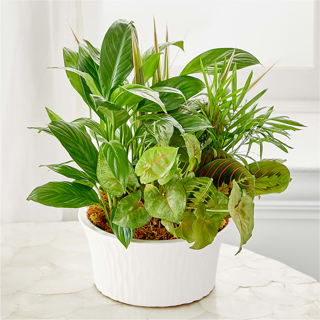 Balance & Harmony Dishgarden – Pettles Flowers, Salina KS