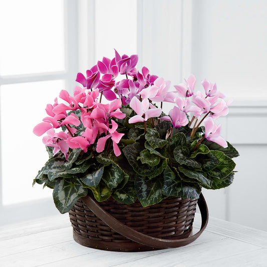 Jardinière de cyclamens assortis