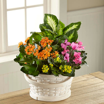 Color Crush Dishgarden –  Pettles Flowers, Salina KS