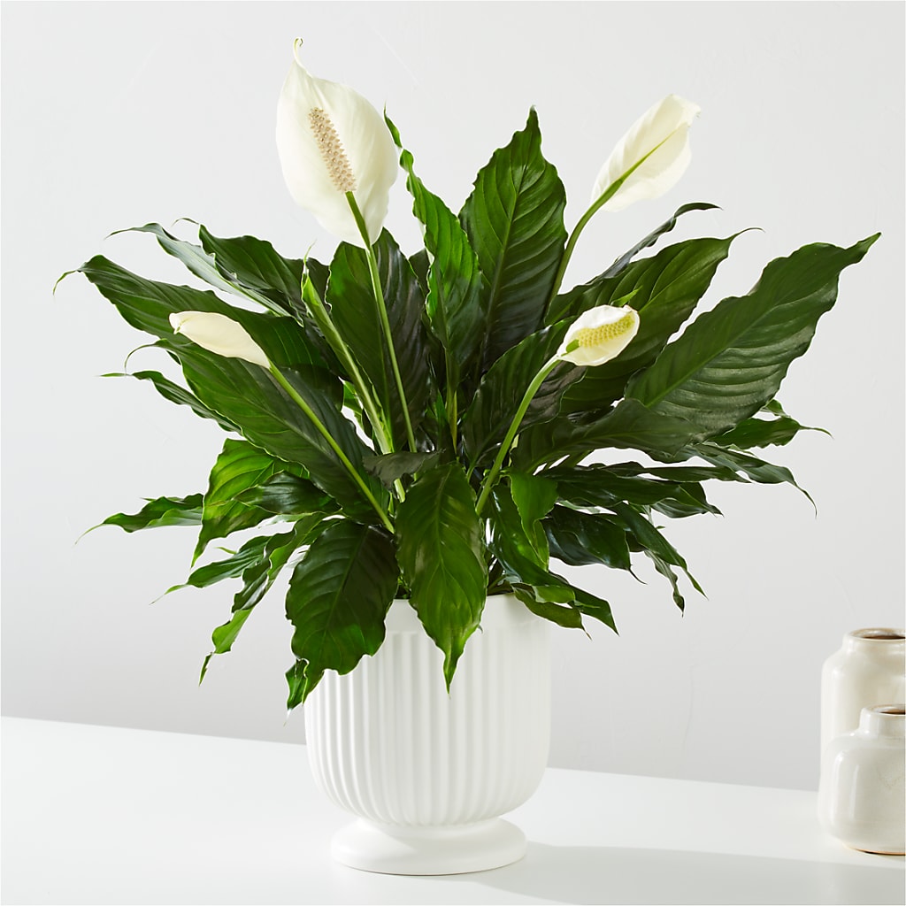 Comfort Planter –  Pettles Flowers, Salina KS
