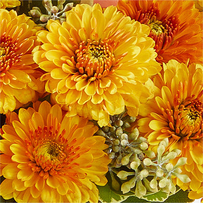 Peachy Pumpkin –  Pettles Flowers, Salina KS