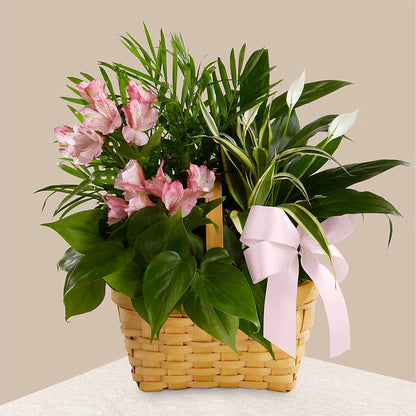 Living Spirit Dishgarden –  Pettles Flowers, Salina KS