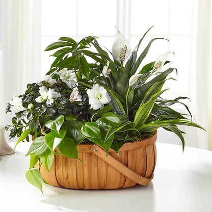 Serene Dishgarden –  Pettles Flowers, Salina KS