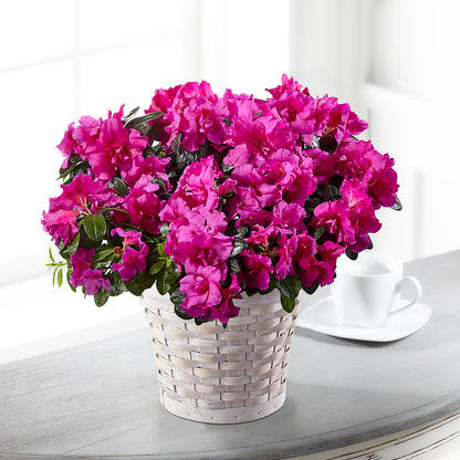 Hope & Serenity Azalea Plant –  Pettles Flowers, Salina KS